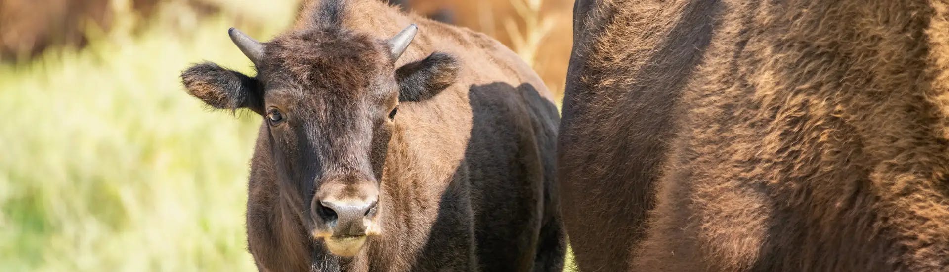 Baby Buffalo with mother in green pasture