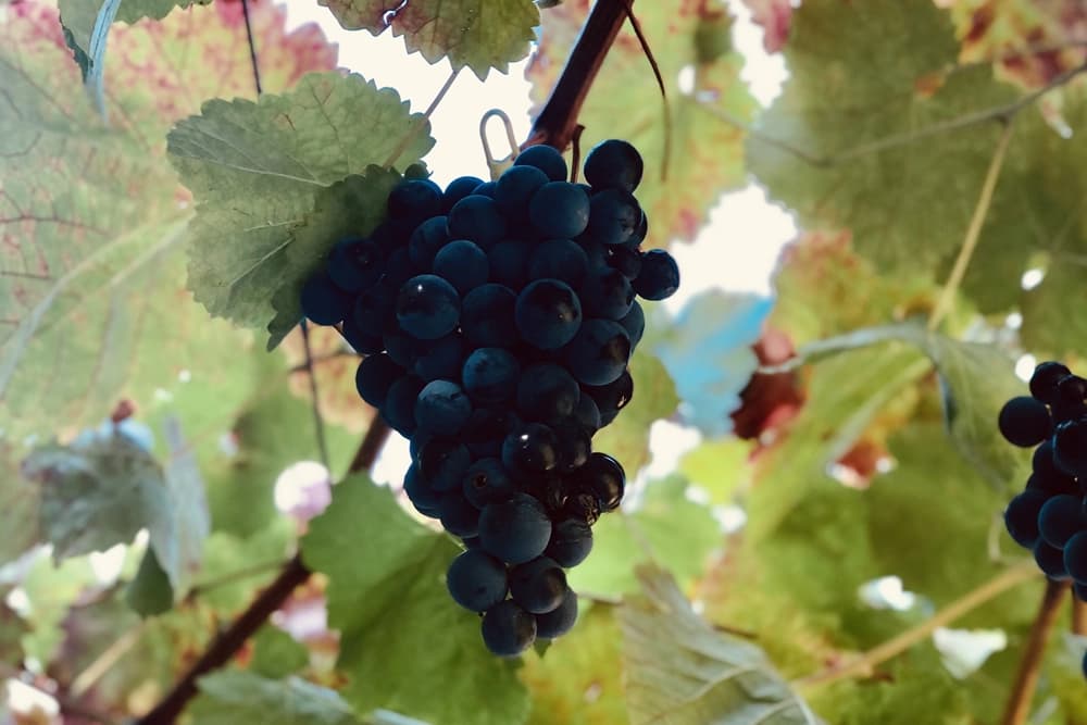 Grapes hanging on a vine with large grape leaves around them